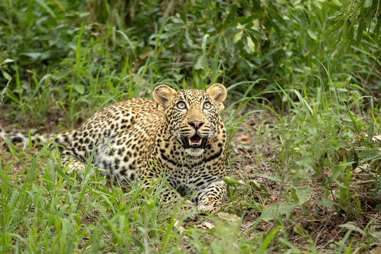 Leopard, Panthera pardus, Young Male. Lying on the ground looking upwards with an open mouth (startled/alert).