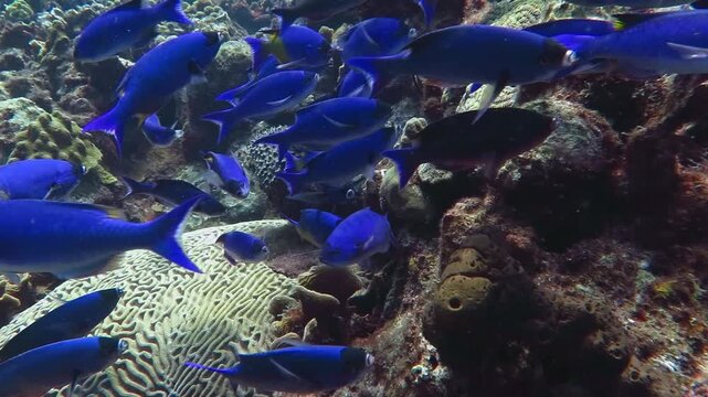 Reef and swimming school of blue and purple tropical fish - Creole wrasse (Clepticus parrae). Marine life in the ocean, corals and fish, travel footage. Scuba diving on the reef, underwater video.
