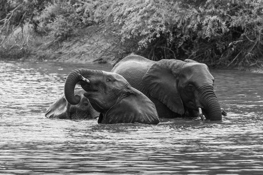 Elephant, Loxodonta africana, Group. Black and white image of three elephants partially submerged and swimming in water.