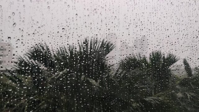 Raindrops on Window with Blurred Tropical Palms Background