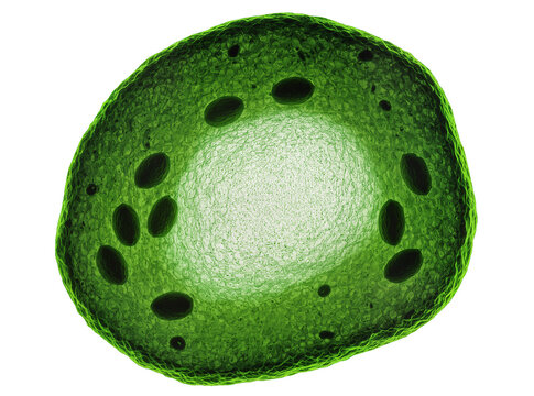 Isolated fascinating vibrant green microscopic cell with internal dark organelles, scientific rendering