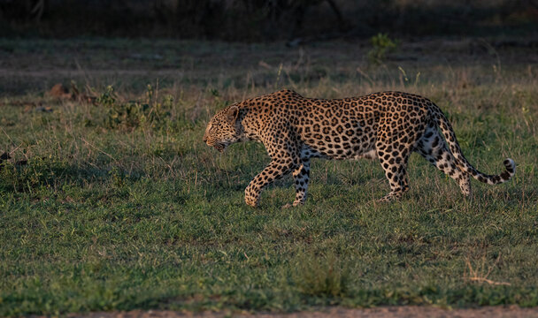 Leopard, Panthera pardus, Female. A female leopard is captured walking through a grassy field in low, warm light during a territorial patrol.