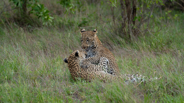 Leopard, Panthera pardus, Pair, two animals wrestling or play fighting, in the grass. 