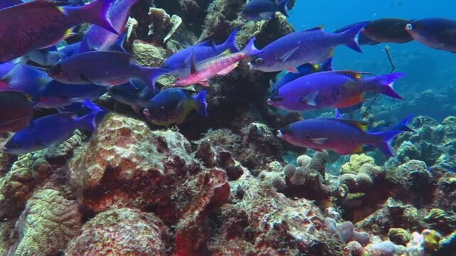 Swimming school of blue and purple tropical fish - Creole wrasse (Clepticus parrae). Marine life in blue sea, corals and fish, travel video. Scuba diving on the reef, underwater video. Dive footage