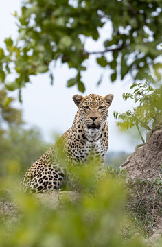 Leopard, Panthera pardus, Female. Sitting alert on a low termite mound, partially obscured by green leaves.