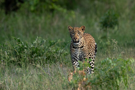 Leopard, Panthera pardus, Young Male. Walking directly towards the camera in tall green grass.