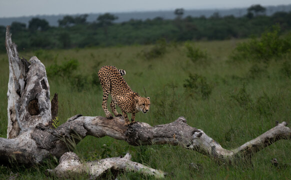Cheetah, Acinonyx jubatus, Male. Standing bent over on a thick, fallen log in tall green grass.