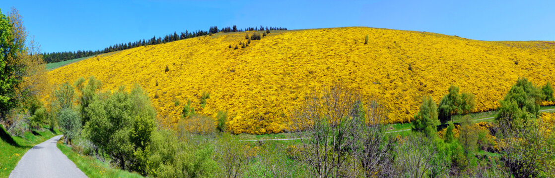 Vue panoramique d'une colline recouverte de gen&ecirc;ts en fleurs.