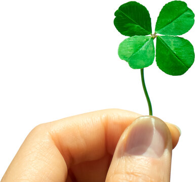 Four-leaf clover held in hand, symbol of good luck, isolated on transparent background, PNG