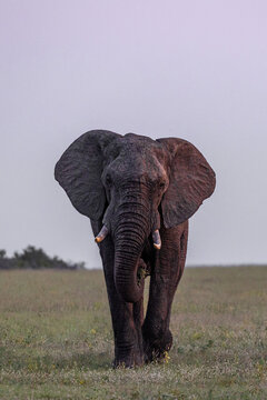 Elephant, Loxodonta africana, Male. Large bull elephant walking directly toward the camera across an open, grassy plain.