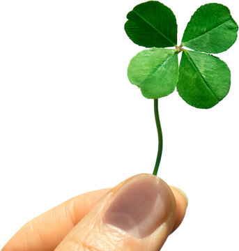 Four-leaf clover held in hand, symbol of good luck, isolated on transparent background, PNG