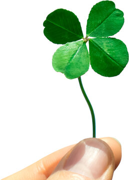 Four-leaf clover held in hand, symbol of good luck, isolated on transparent background, PNG
