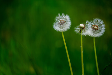 Common dandelion (Taraxacum officinale) with faded flowers. The flower heads of the three plants bear fine, white seed heads in varying numbers. A few drops of water cling to the plants after rain. © heidepinkall