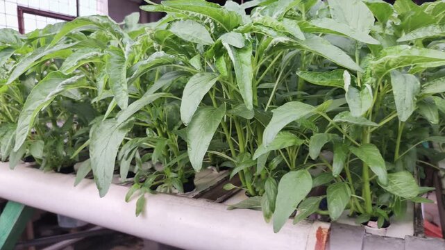 Spinach that is mature and ready to harvest is planted using a hydroponic system.