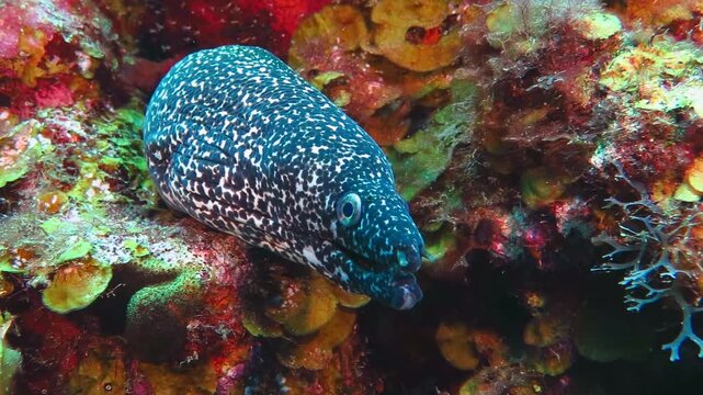 Curious spotted moray eel and vivid coral reef. Predator in the ocean, wildlife photography. Marine life and corals, underwater photography from scuba diving. Eel and coral reef. Scuba travel photo.