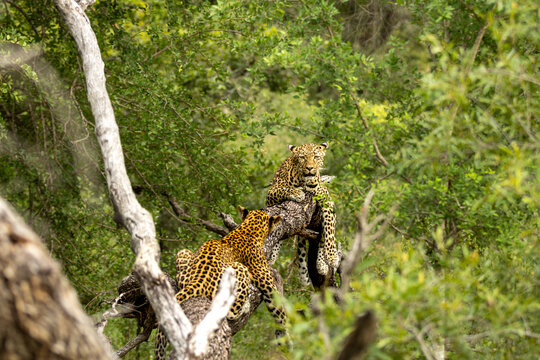 Leopard, Panthera pardus, Pair. Two leopards interacting in the branches of a large tree.