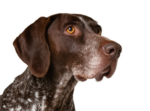 Isolated German Shorthaired Pointer dog attentive portrait with brown and white speckled fur