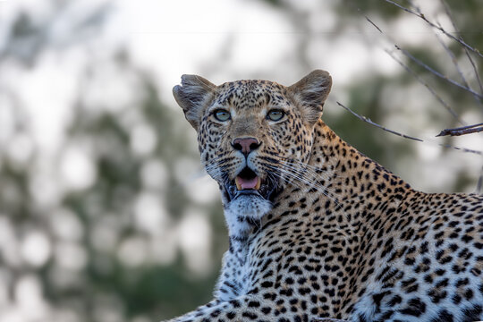 Leopard, Panthera pardus, Female. Close-up headshot portrait of a female leopard with its mouth slightly open against a blurred background.