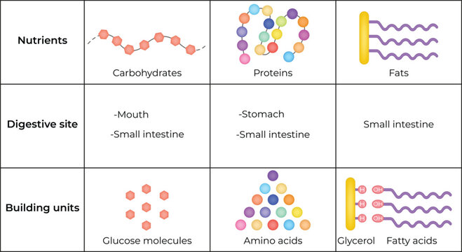 Nutrient Digestion and Building Units Design Vector Illustration