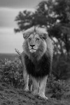 Lion, Panthera leo, Male. Black and white vertical portrait of a large male lion standing alert on a grassy mound.