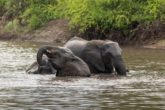 Elephant, Loxodonta africana, Group. Three elephants are partially submerged while swimming and splashing in a river.