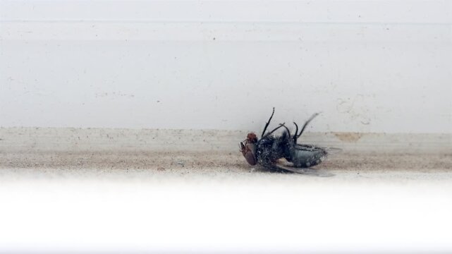 Macro photo of a housefly lying on its back and moving its legs on a dusty surface