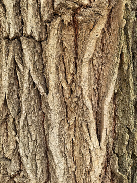 Rough Tree Bark Texture With Natural Wood Pattern