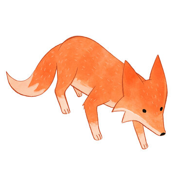 fox isolated illustration looking down watercolor