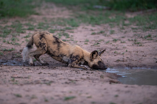 Wild Dog, Lycaon pictus, crouched at the edge of a waterhole drinking water, with its front legs extended forward.