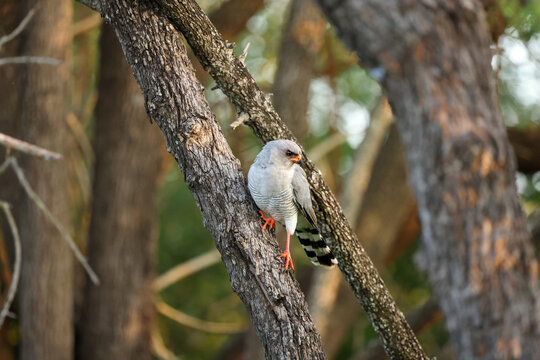 Gabar Goshawk, Micronisus gabar, Adult. Grey hawk perched on a tree branch, looking downward.
