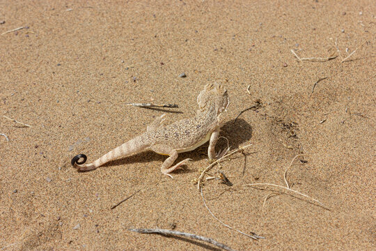 Phrynocephalus interscapularis, Lichtenstein's toadhead agama