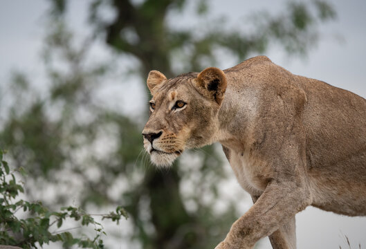 Lion, Panthera leo, Female. A lioness is captured in profile as she stalks low to the ground through the bush with an intense gaze.
