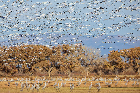 A flock of snow geese in the air, Anser caerulescens, above a waterfowl sanctuary.