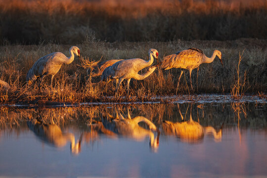 Sandhill Cranes Drinking Water at Sunset, Ladd S Gordon Waterfowl Complex, Bernardo Waterfowl Management Area