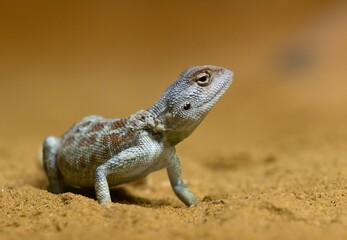 Fototapeta premium Toad-headed agama