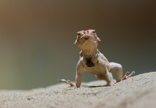 Toad-headed agama