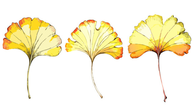Set collection of yellow single ginkgo biloba leaves vector botanical illustration, digital drawing painting graphic design art element decoration fall autumn nature tree transparent isolated leaf png
