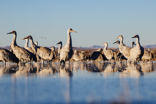 Sandhill Cranes, Ladd S Gordon Waterfowl Complex, Bernardo Waterfowl Management Area