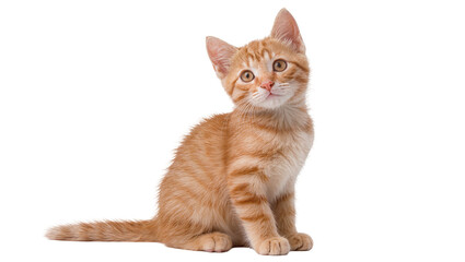 Isolated cute fluffy orange tabby kitten sitting and looking curiously ahead, adorable pet. © Niamh