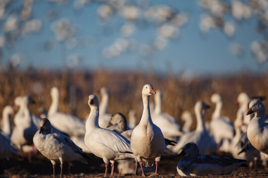 A flock of snow geese, Anser caerulescens, landing on the mud flats.
