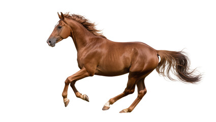Isolated elegant bay horse running at a full gallop, beautiful powerful animal in dynamic motion © Niamh