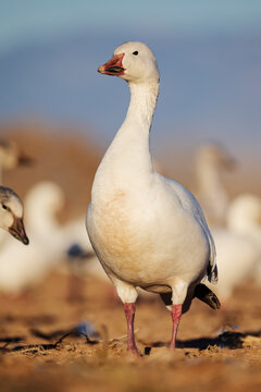 A snow goose, Anser caerulescens, on the ground, head up.