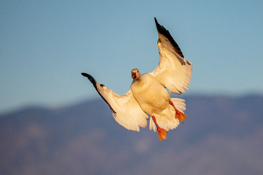 A snow goose, Anser caerulescens, with its wings outstretched, coming into land.