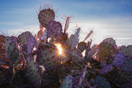 Big Bend National park, sun behind the Mule Ears cactus plants, Opuntia microdasys