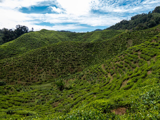 Obraz premium Cameron highlands tea plantation (Bharat tea plantation), Malaysia