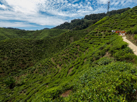 Cameron highlands tea plantation (Bharat tea plantation), Malaysia