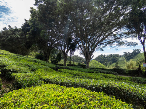 Cameron highlands tea plantation (Bharat tea plantation), Malaysia
