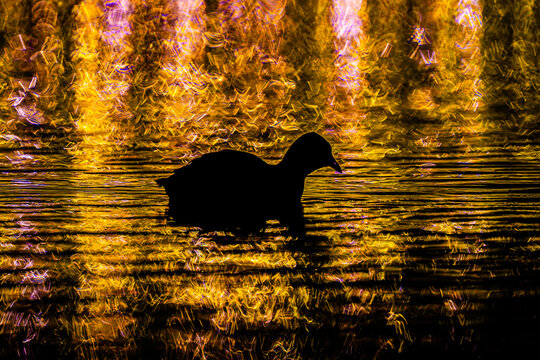 ein dunkler Wanderer auf einer glitzernden B&uuml;hne. Es wirkt fast m&auml;rchenhaft, wie diese Silhouette durch die Millionen tanzender Lichtfunken gleitet, als w&uuml;rde sie auf den Sternen selbst schwimmen.