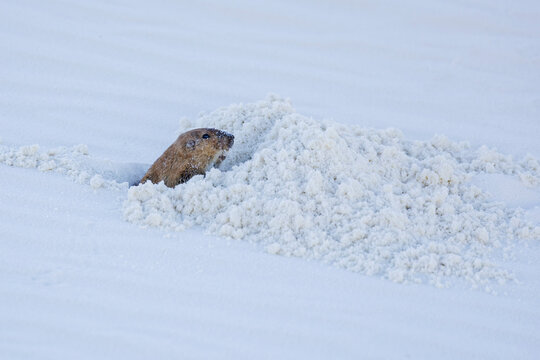 A small gopher emerging from a trench or burrow, White Sands National Park, Alamogordo,