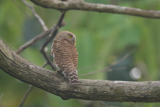 Asian Barred Owlet or Glaucidium cuculoides perched on branch in Manas National Park